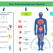 Was ist das Endocannabinoid-System? Was ist das Endocannabinoid-System (Infografik)