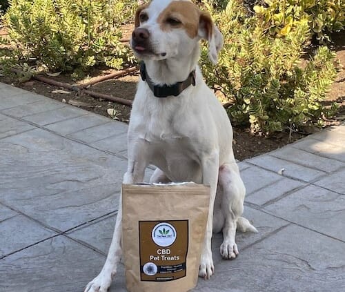 Hond met de echte CBD-traktaties