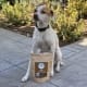 Hund mit The Real CBD Leckerlis