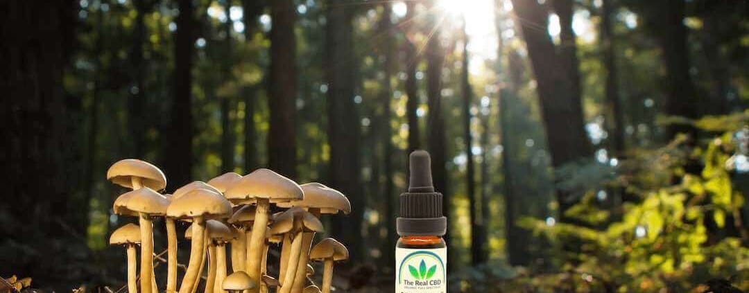 Medicinale paddenstoelen en CBD