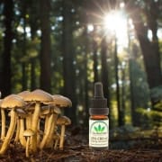 Der-Real-CBD-Blog-medizinische-Pilze-und-Cbd (1) Heilpilze und CBD