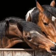 The-Real-CBD-Blog-Pouvez-vous donner des CDB à des chevaux-1 2 chevaux s'embrassent