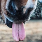 The-Real-CBD-blog-CBD-Öl-für-Pferde-was-man-wissen-muss-1 Pferdezunge