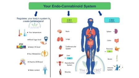 Der-Real-CBD-Blog-CBD-für-das-Endocannabinoid-System