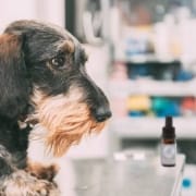 Der-Real-CBD-Blog-CBD-für-Hunde-mit-Stress Hund auf dem Tisch eines Tierarztes