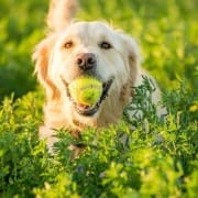 The-Real-CBD-Blog-Dogs-and-CBD Golden retriever with tennis ball in mouth in a field