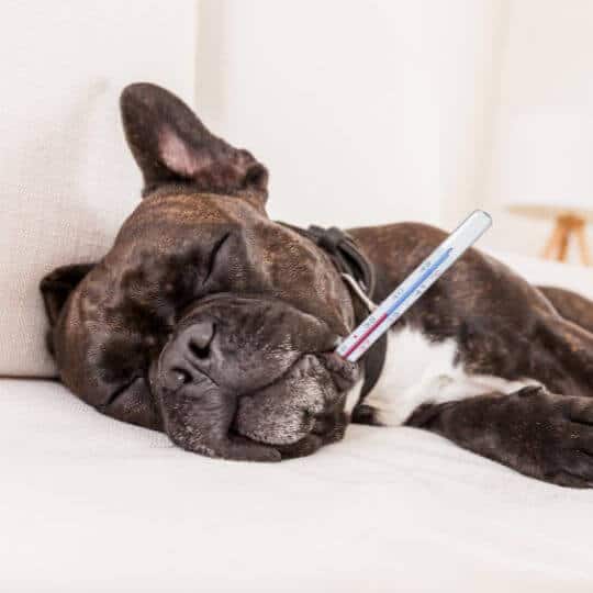 The-Real-CBD-Blog-signs-your-dog-could-have-cancer