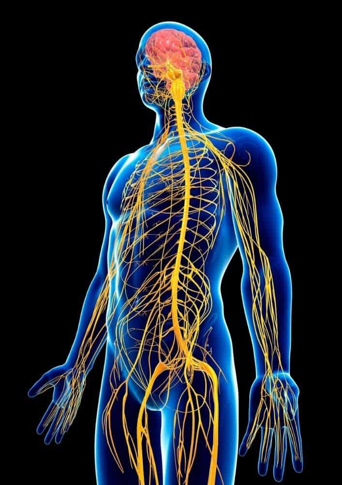 Nervensystem