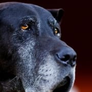 Der-Real-CBD-Blog-CBD-Öl-für-Hunde-Demenz Alter Hund starrt