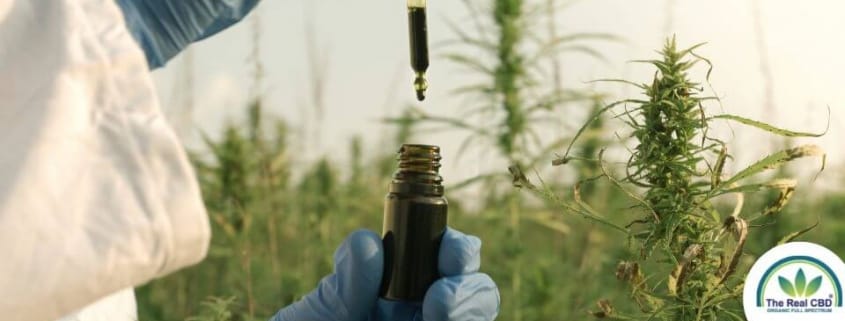 Gloved hand dropping CBD oil into a bottle in a hemp field