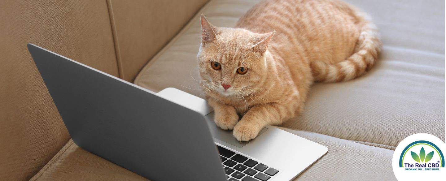 Kat aan het werk op een laptop