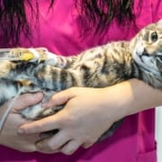 Der-Real-CBD-Blog-CBD-für-IBS-bei-Katzen Tierärztin hält eine Katze mit einer Infusion in ihren Armen