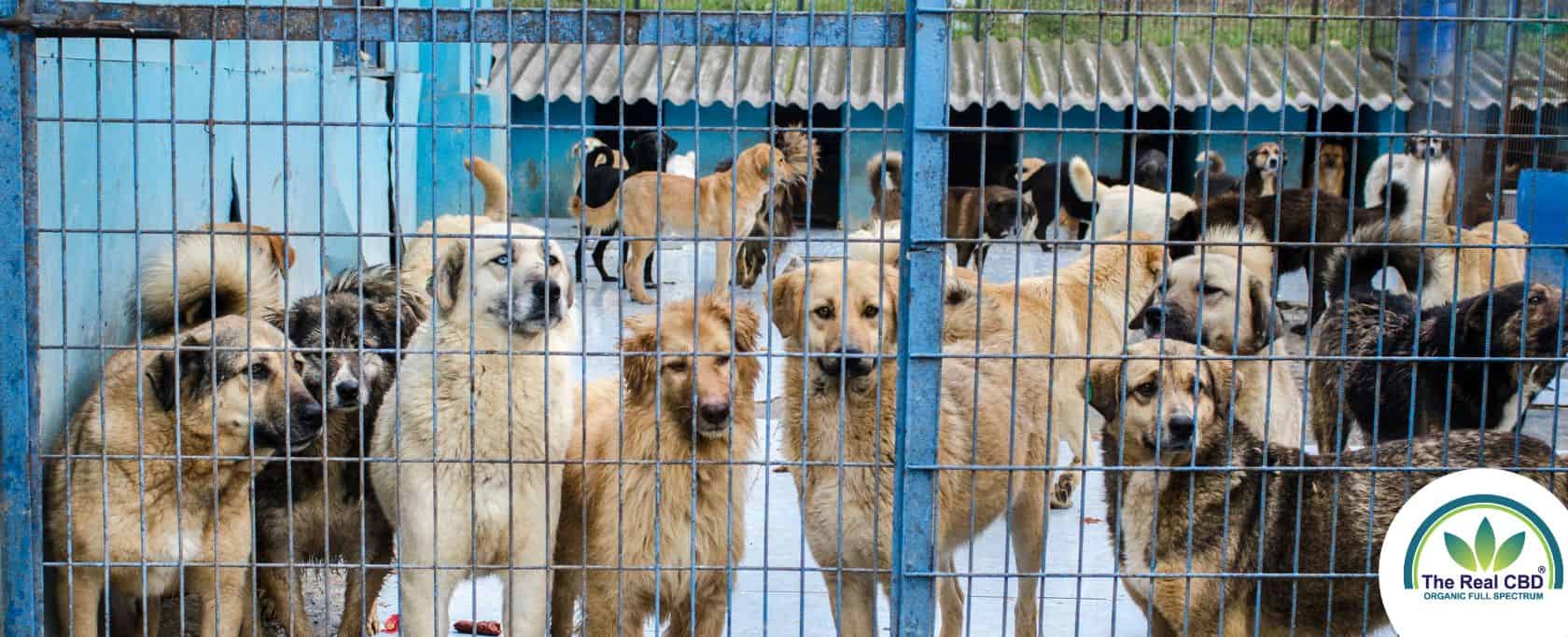 Meerdere grote honden achter een hek in een kennel