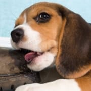 The-Real-CBD-Blog-CBD-for-Puppy-teething Puppy chewing an old leather boot