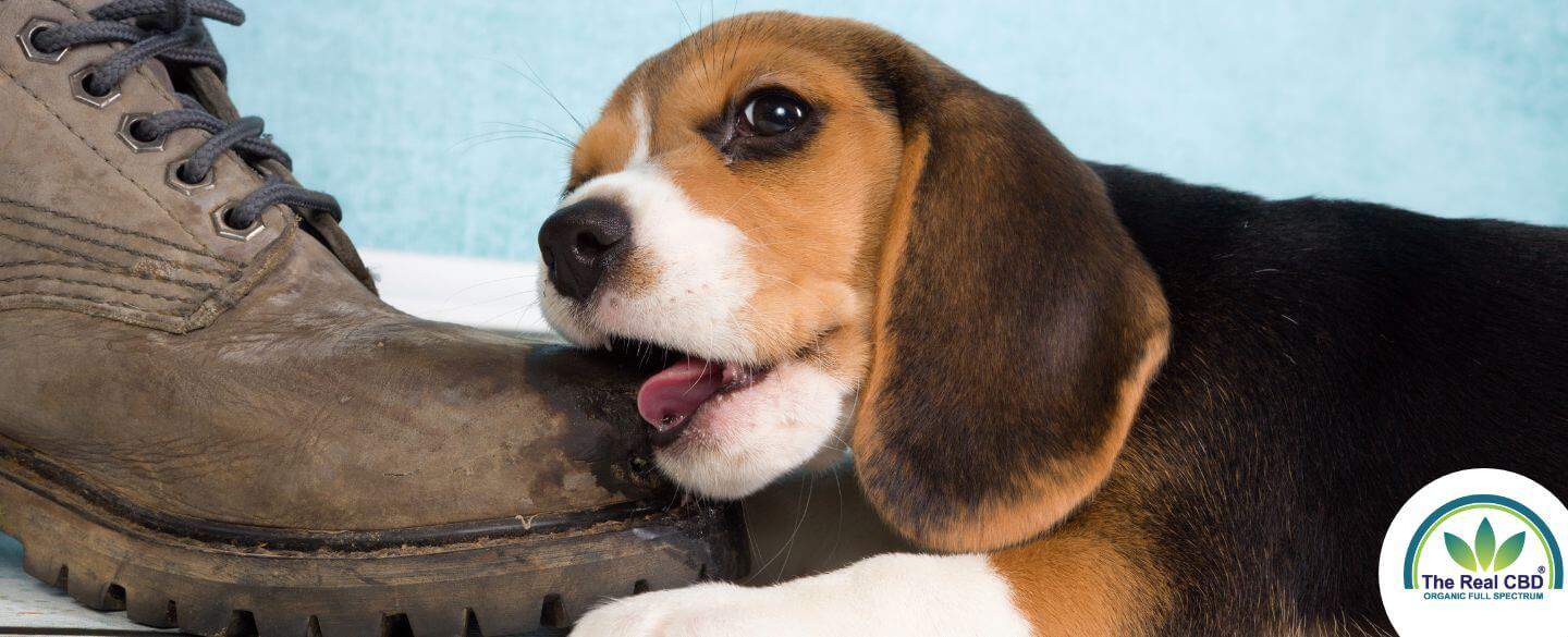 Puppy kauwt op een oude leren laars