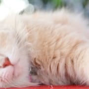 Weiße Katze liegt auf einem roten Tisch