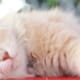 White cat laying on a red table