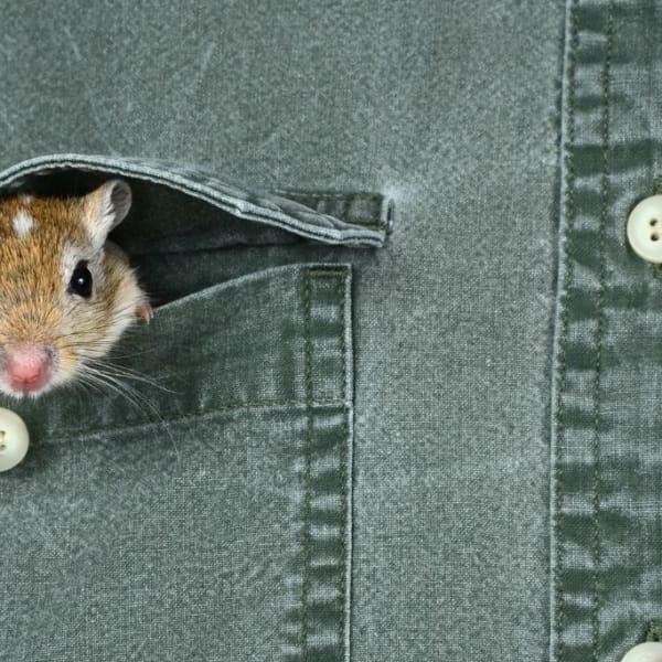 Muis steekt hoofd uit borstzak