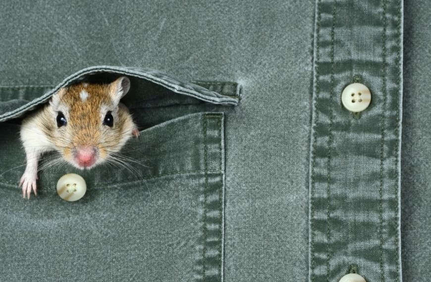 Mouse sticking head out of a shirt pocket