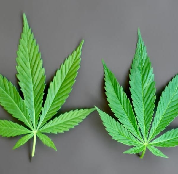 Chemische formules van THC en CBD met hennepbladeren