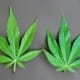 Chemische Formeln von THC und CBD mit Hanfblättern