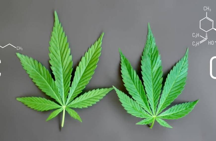 Chemistry formulas of THC and CBD with hemp leaves