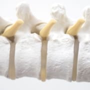 The-Real-CBD-Blog-best-CBD-oil-For-Degenerative-Disk-disease Close-up of spinal cord