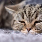 Der Real CBD Blog CBD für Katzen mit Nierenerkrankungen Nahaufnahme einer schläfrigen Katze auf einem grauen Teppich