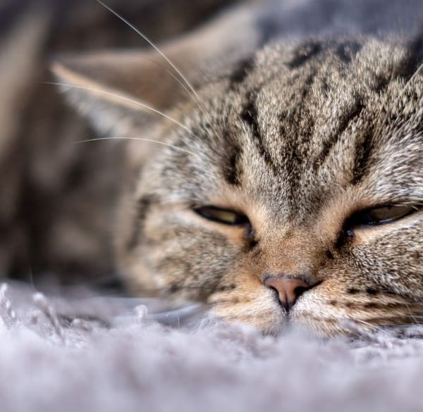 Close-up van slaperige kat op grijs tapijt