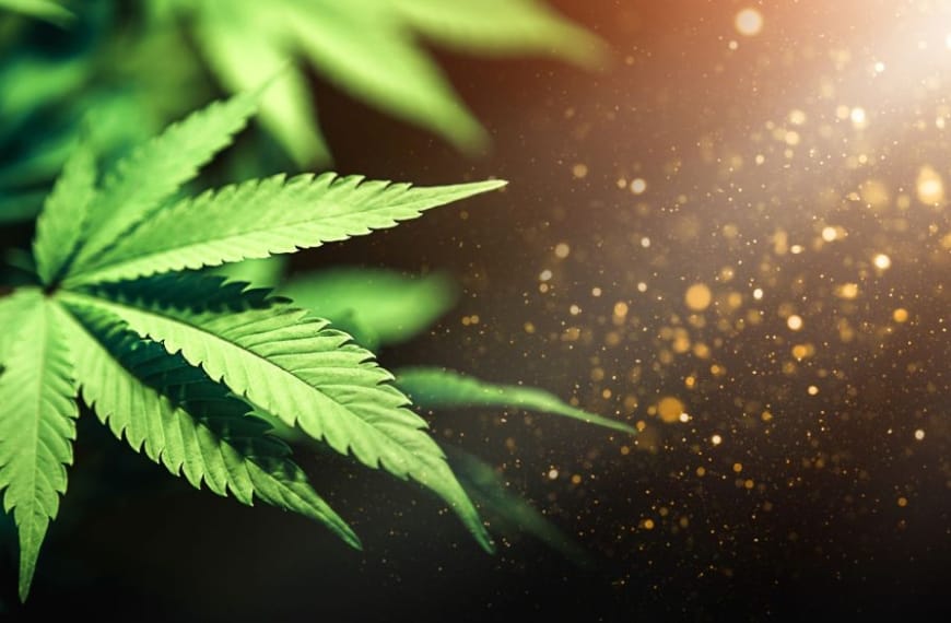 Hemp leaves