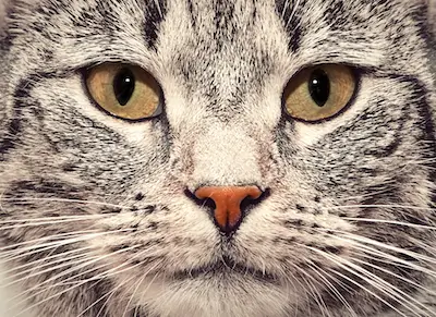 CBD Oil for Cats