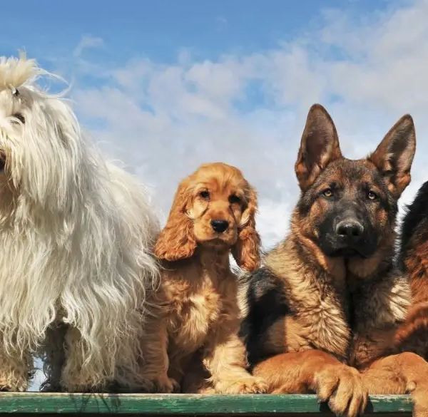 Honden op een hek