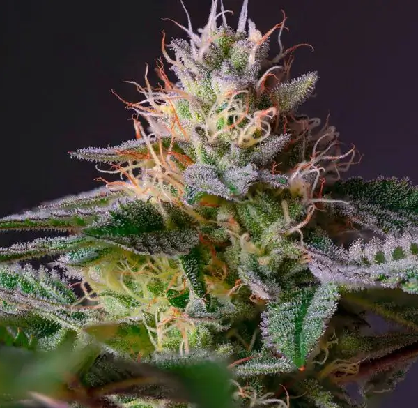 Marihuanabloem met trichromen