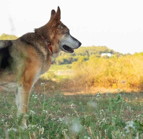 Oude hond in een veld