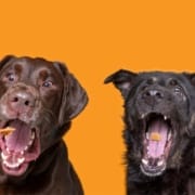 The-Real-CBD-Blog-CBd-dog-treats 4 dogs lined up, catching treats in the air