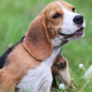 Der-Real-CBD-Blog-CBd-Öl-für-Hunde-Allergie Hund im Grasfeld kratzt sich am Hals