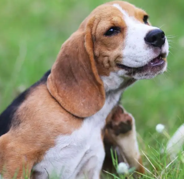 Hond in grasveld krabt aan zijn nek