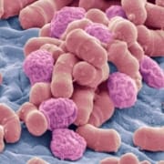 Der-Real-CBD-Blog-CBD-für-Pilz-Infektionen Rosa und rote Pilze auf blauem Hintergrund