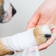 Kranker Hund, der mit der Pfote greift