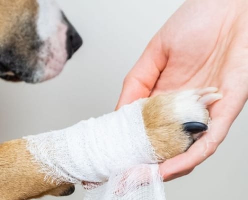 Sick dog reaching with his paw
