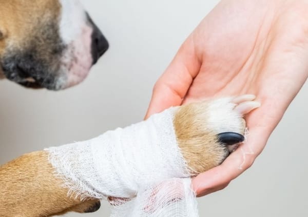 Sick dog reaching with his paw