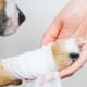 Kranker Hund, der mit der Pfote greift