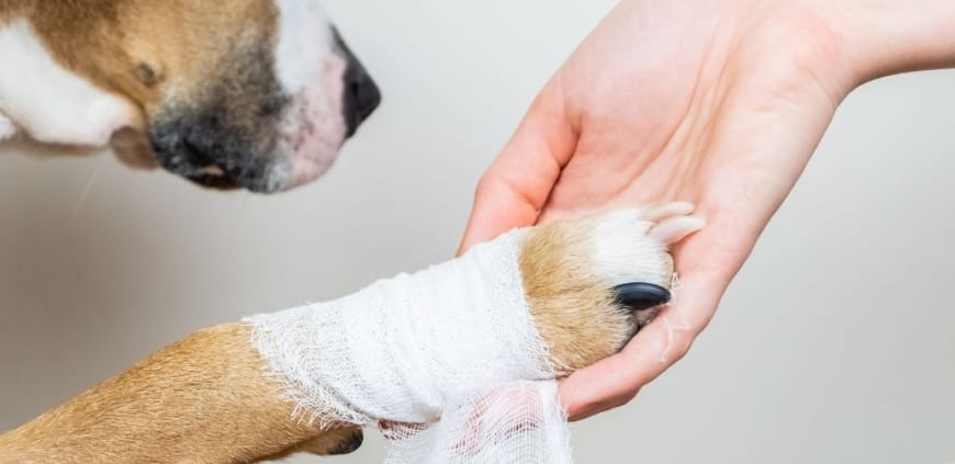 Chien malade tendant la patte