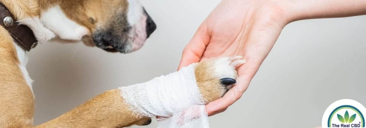 Sick dog reaching with his paw