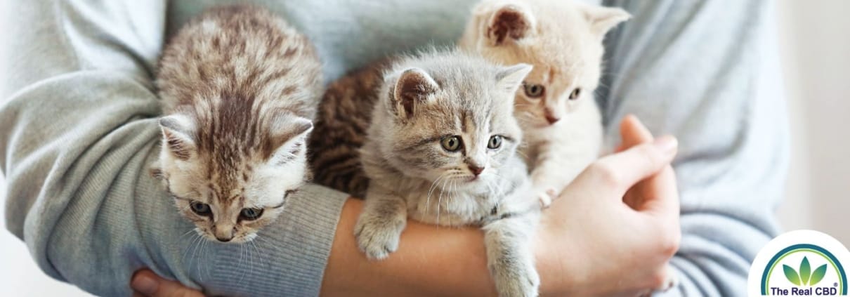 Une personne tenant 3 adorables chatons dans ses bras