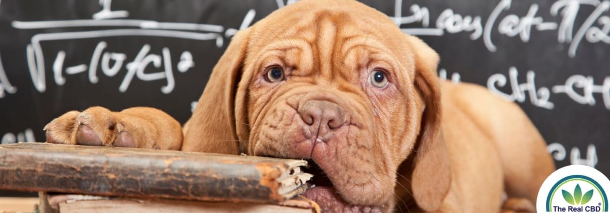 Schattige puppy kauwend op een oud boek