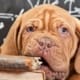 Schattige puppy kauwend op een oud boek