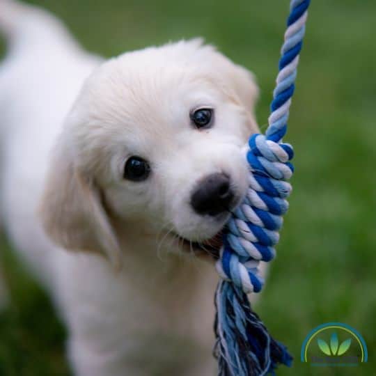 Schattige puppy kauwend en spelend met een touw