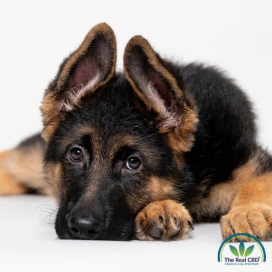 Alsatian puppy looking into the camera