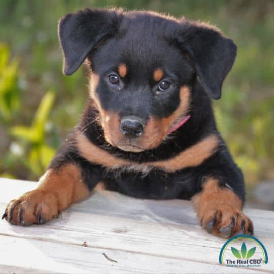 Rottweiler puppy